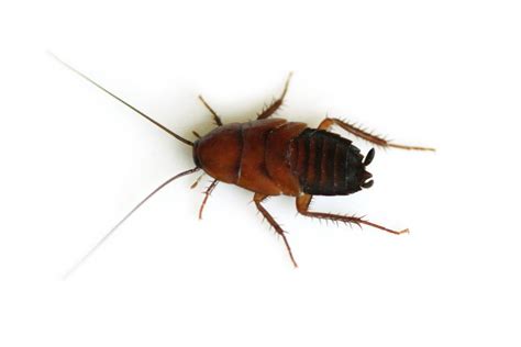 Spanish Cockroaches Facts | Roach | cockroach | Insect