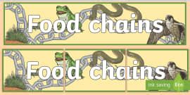 Food Chain Word Cards (teacher made)