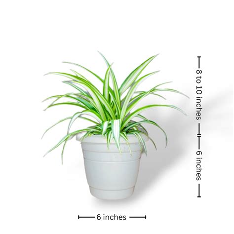 Indoor Combo: Syngonium Pixie, Spider & Jade Plants