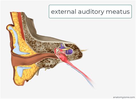 External Ear Anatomy Concha