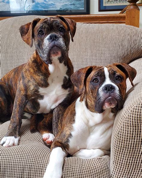 Valley English Bulldog