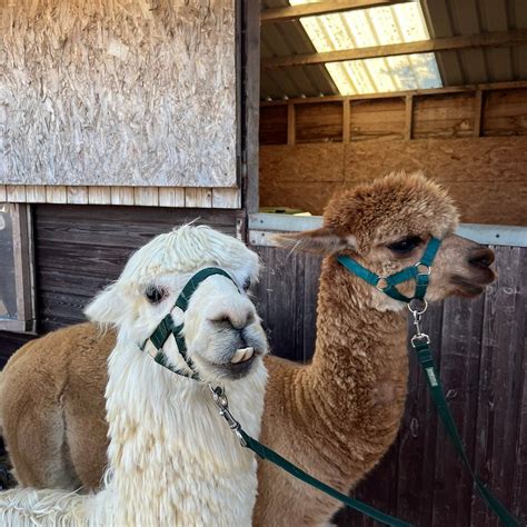 Lane House Alpaca Farm (Chippenham) - 2022 What to Know Before You Go ...