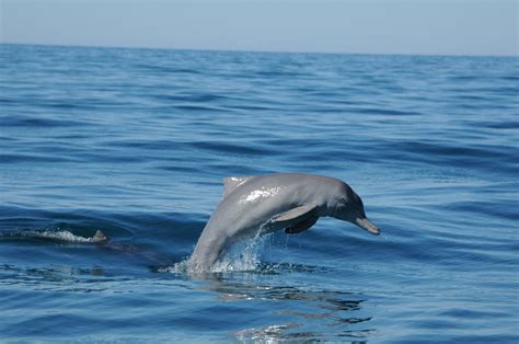 How Deep Can Dolphins Dive at Joel Kates blog