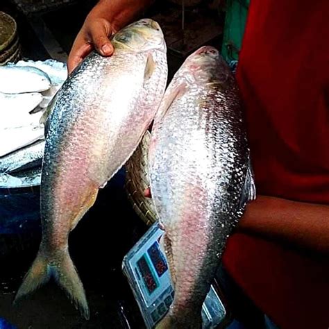 Hilsa Fish Benefits: স্বাদের সঙ্গে পুষ্টিগুণেও ভরপুর ইলিশ মাছ! জানুন কী ...