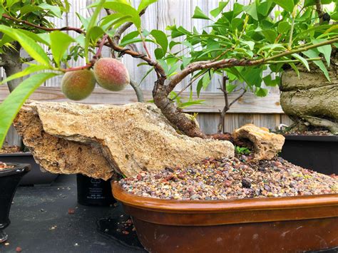 Bonsai Mango Tree 的图像结果