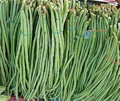 Chillatai® Long Variety cowpea,Hybrid Variety Yard Long Beans, Long ...