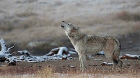 When and Where To Hear Wolves Howling in Yellowstone | Cowboy State Daily