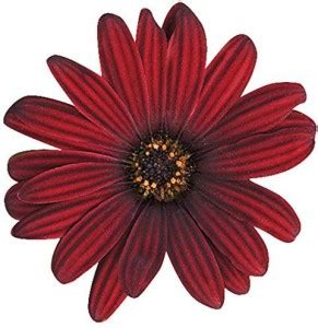CYBEXIS Red Osteospermum Flower Seeds Seed Price in India - Buy CYBEXIS ...