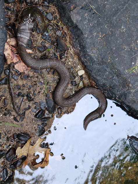 Northern Water Snake Eating Huge Swimming Snake Eats Catfish In