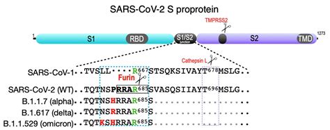 The Path to Therapeutic Furin Inhibitors: From Yeast Pheromones to SARS ...