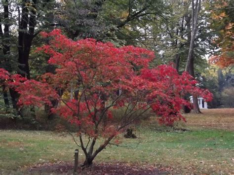 Acer japonicum 'Aconitifolium' - fernleaf fullmoon maple | The Dawes ...