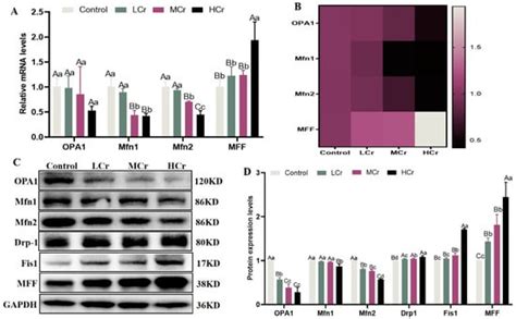 Hexavalent-Chromium-Induced Disruption of Mitochondrial Dynamics and ...