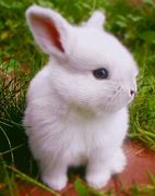 Image result for Extremely Cute Baby Bunny