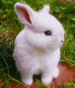 Image result for Cute Bunnies White and Brown