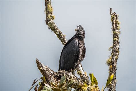 Image result for What Is a Chulo