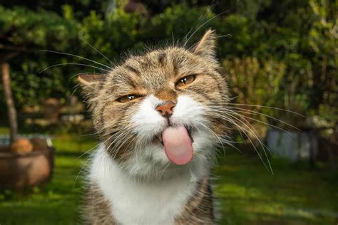 Why Does a Cat Sound Raspy? 10 Reasons Your Pet is Hoarse - A-Z Animals