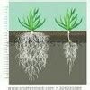 Name two plants each with fibrous roots and tap roots - Brainly.in