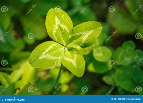 Four-leaf Clover. a Plant with 4 Leaves Stock Photo - Image of good ...