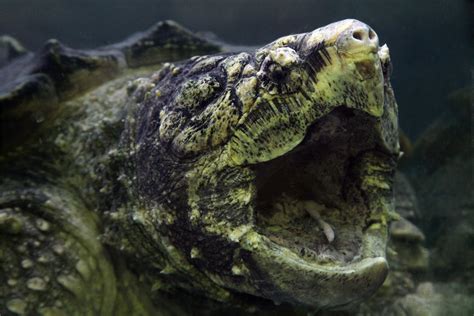Do Turtles Have Teeth? - Land, Freshwater and Sea Turtles