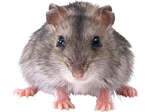 Image result for Rat Dance Note Block