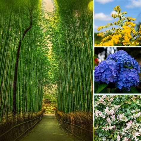 What Are The Fastest Growing Plants to Grow? - GardensAll