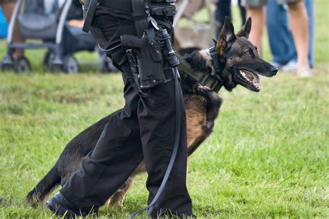 All About Military Belgian Malinois: Favorite K9 Fighter