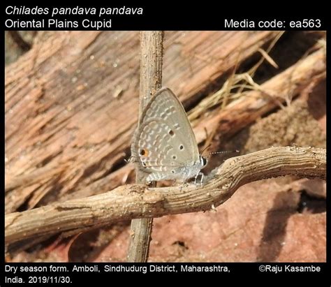 Chilades pandava | Butterfly