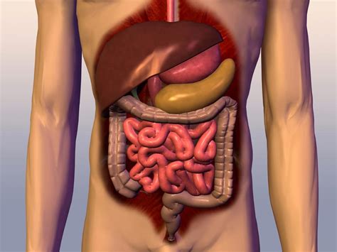 Image result for Digestive System Functioning