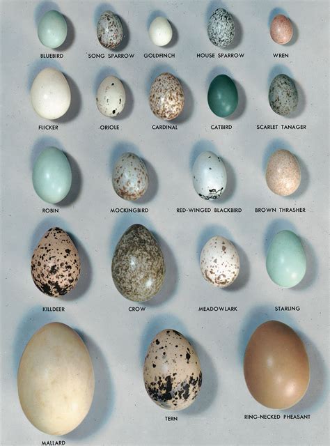 Egg | Biology, Anatomy & Function | Britannica