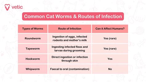 Cat Worms Causes Symptoms Treatment All About Cats Deworming Your Cat: