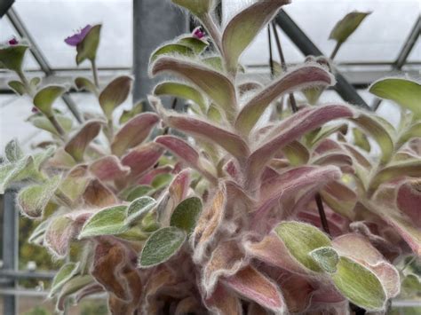 Tradescantia sillamontana - White velvet, Cobweb spiderwort, White ...