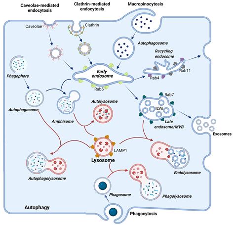 The Endolysosomal System: The Acid Test for SARS-CoV-2