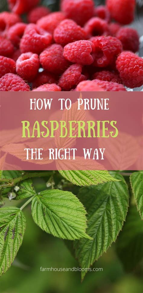 How to Trim Raspberry Bushes in Spring 的图像结果