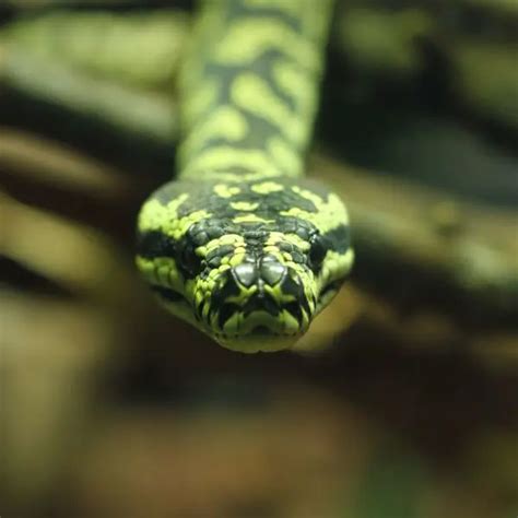 Image result for Carpet Python Information