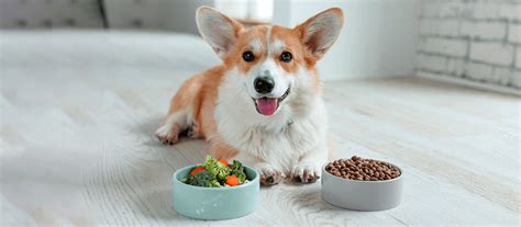 Image result for Dog Eating Pudding Poop