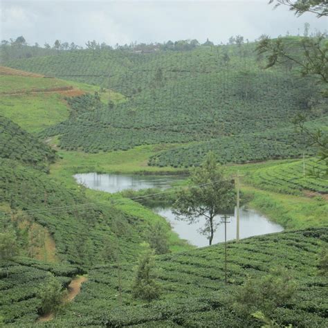 Image result for Assam Language