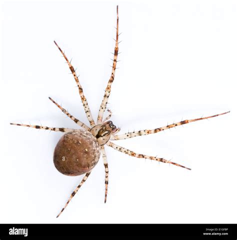 Nocturnal spiders Cut Out Stock Images & Pictures - Alamy