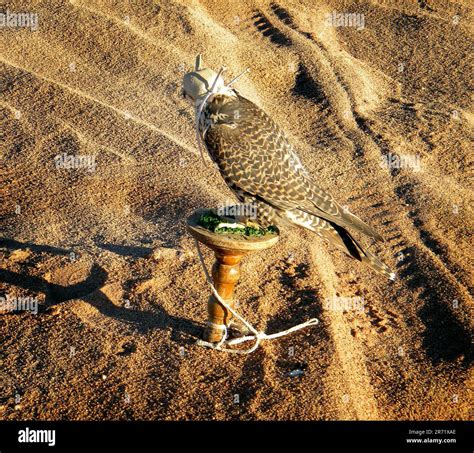 Hawk. Arabian desert. Saudi Arabia Stock Photo - Alamy