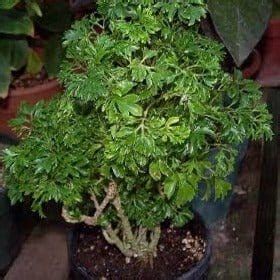 Kamala art & crafts Indoor plant Polyscias fruticosa