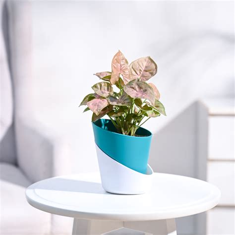 Buy Syngonium Pink Plant | Vibrant, Low-Maintenance, and Ready to ...