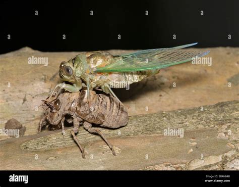 Image result for Empty Cicada Shell