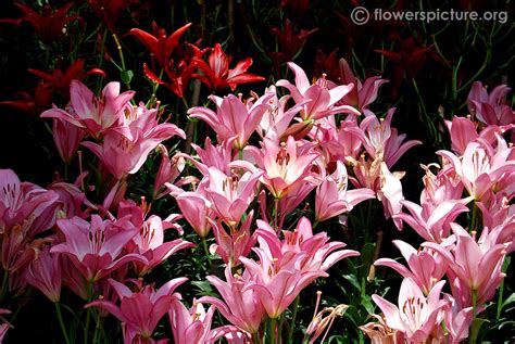 Ooty Flower Show 2014 - Gallery 1