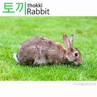 Image result for Types of Wild Rabbits