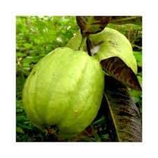 Mphmi Live Plants Nursery Garden Guava Tree, Amrud, Psidium guajava ...