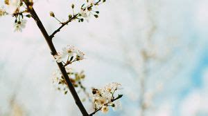 Gardens wallpapers hd, desktop backgrounds, images and pictures