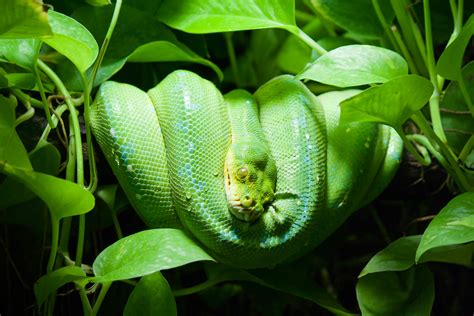 Green Grass Snake