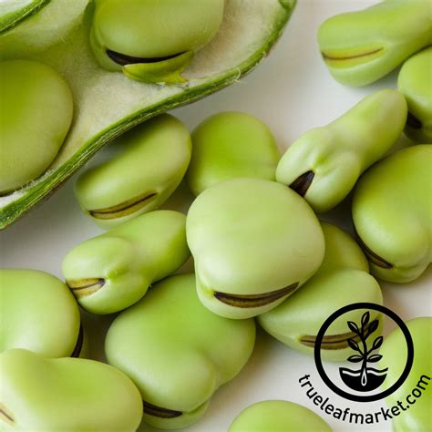Bean Seeds - Fava Aquadulce | Non-Gmo Green Fava Bean Seeds | True Leaf ...