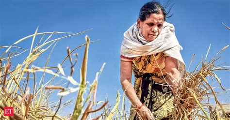 Acreage of summer crops rises by 21.58 % - The Economic Times