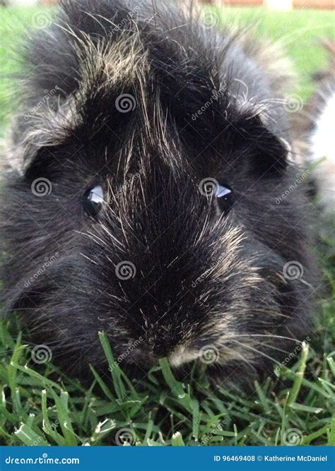 Black and Brown Abyssinian Guinea Pig Stock Photo - Image of friend ...
