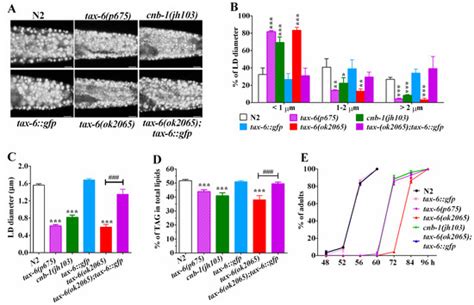 Calcineurin Antagonizes AMPK to Regulate Lipolysis in Caenorhabditis ...